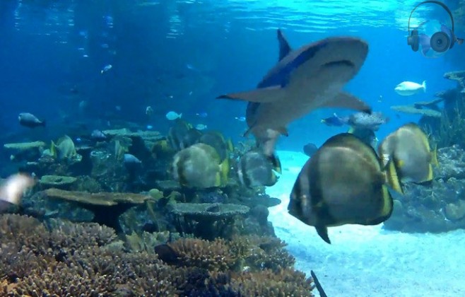 В аквариуме с рифовыми акулами